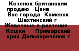 Котенок британский продаю › Цена ­ 3 000 - Все города, Каменск-Шахтинский г. Животные и растения » Кошки   . Приморский край,Дальнереченск г.